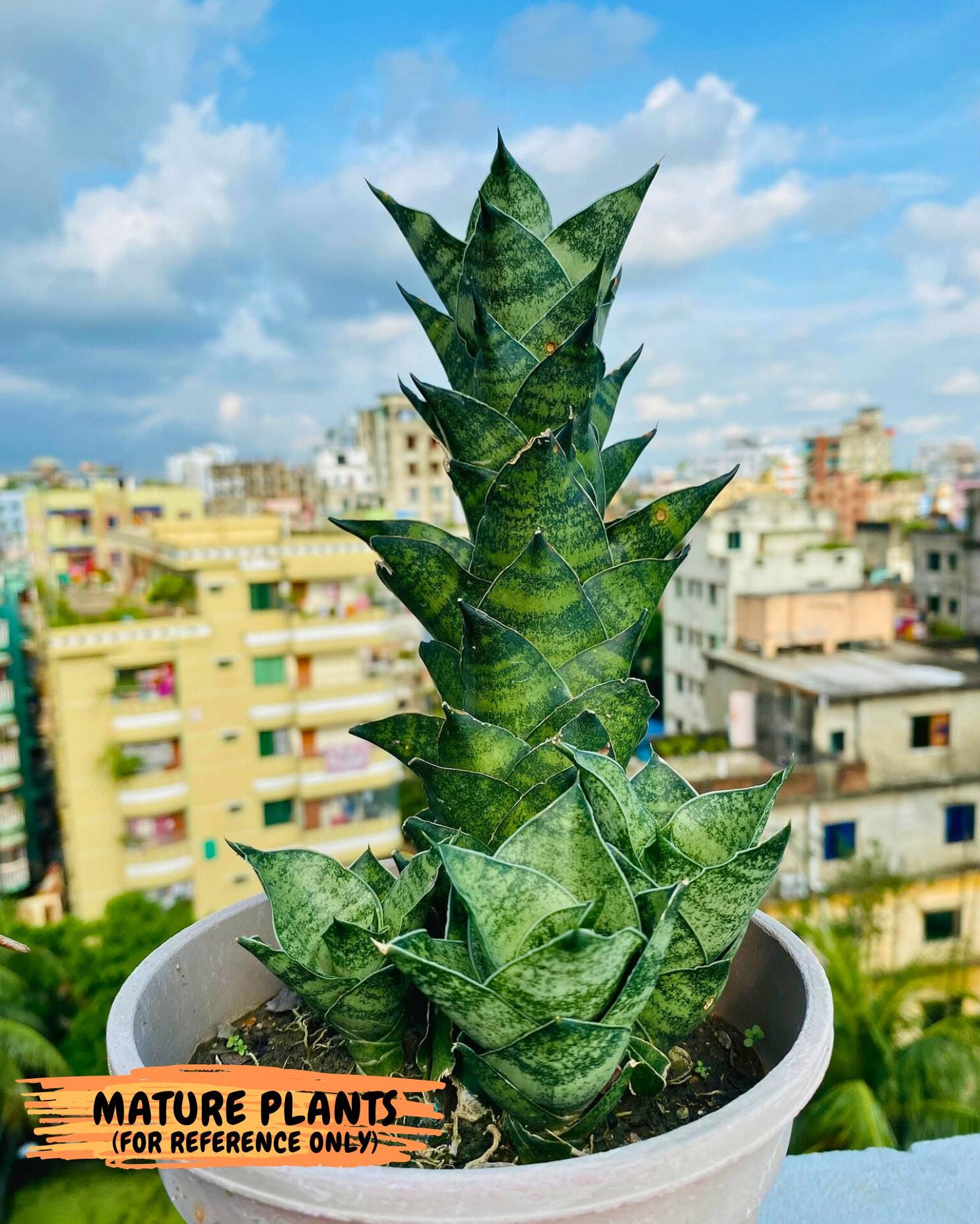 Sansevieria Mahanakorn (9) | Rare Hybrid Plant
