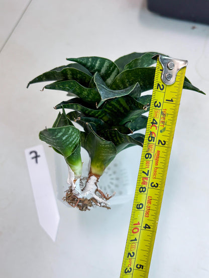 Sansevieria Mbois (Ba3) (7) | Rare hybrid Snake Plant