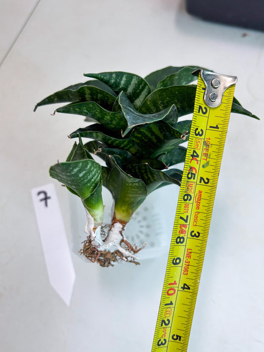 Sansevieria Mbois (Ba3) (7) | Rare hybrid Snake Plant
