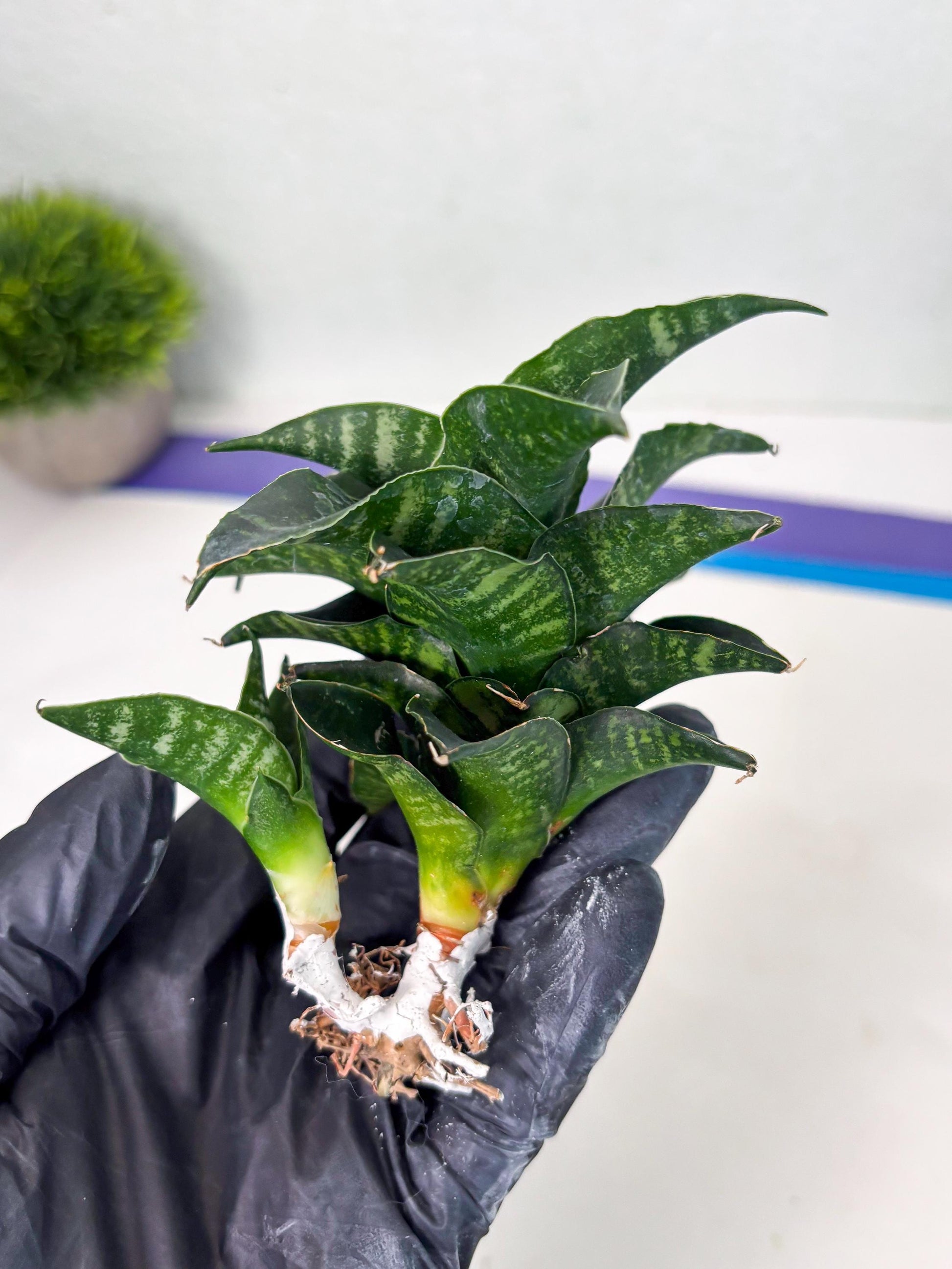 Sansevieria Mbois (Ba3) (7) | Rare hybrid Snake Plant