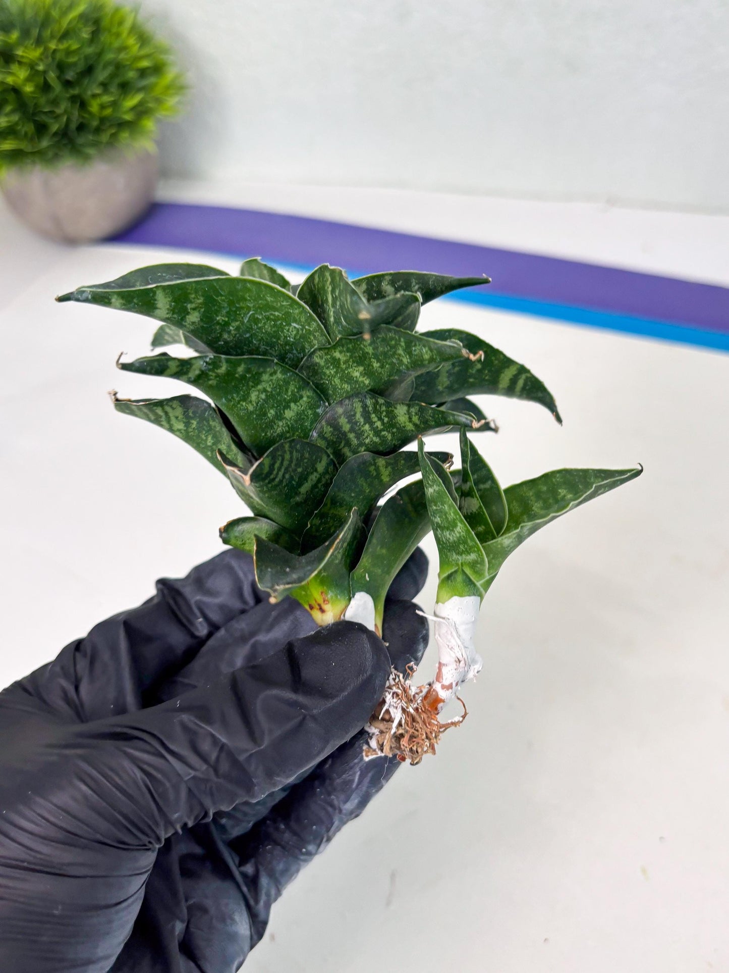 Sansevieria Mbois (Ba3) (7) | Rare hybrid Snake Plant