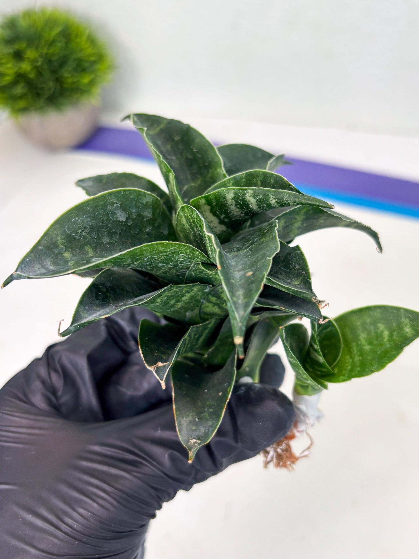 Sansevieria Mbois (Ba3) (7) | Rare hybrid Snake Plant