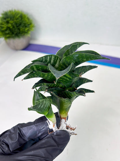 Sansevieria Mbois (Ba3) (7) | Rare hybrid Snake Plant