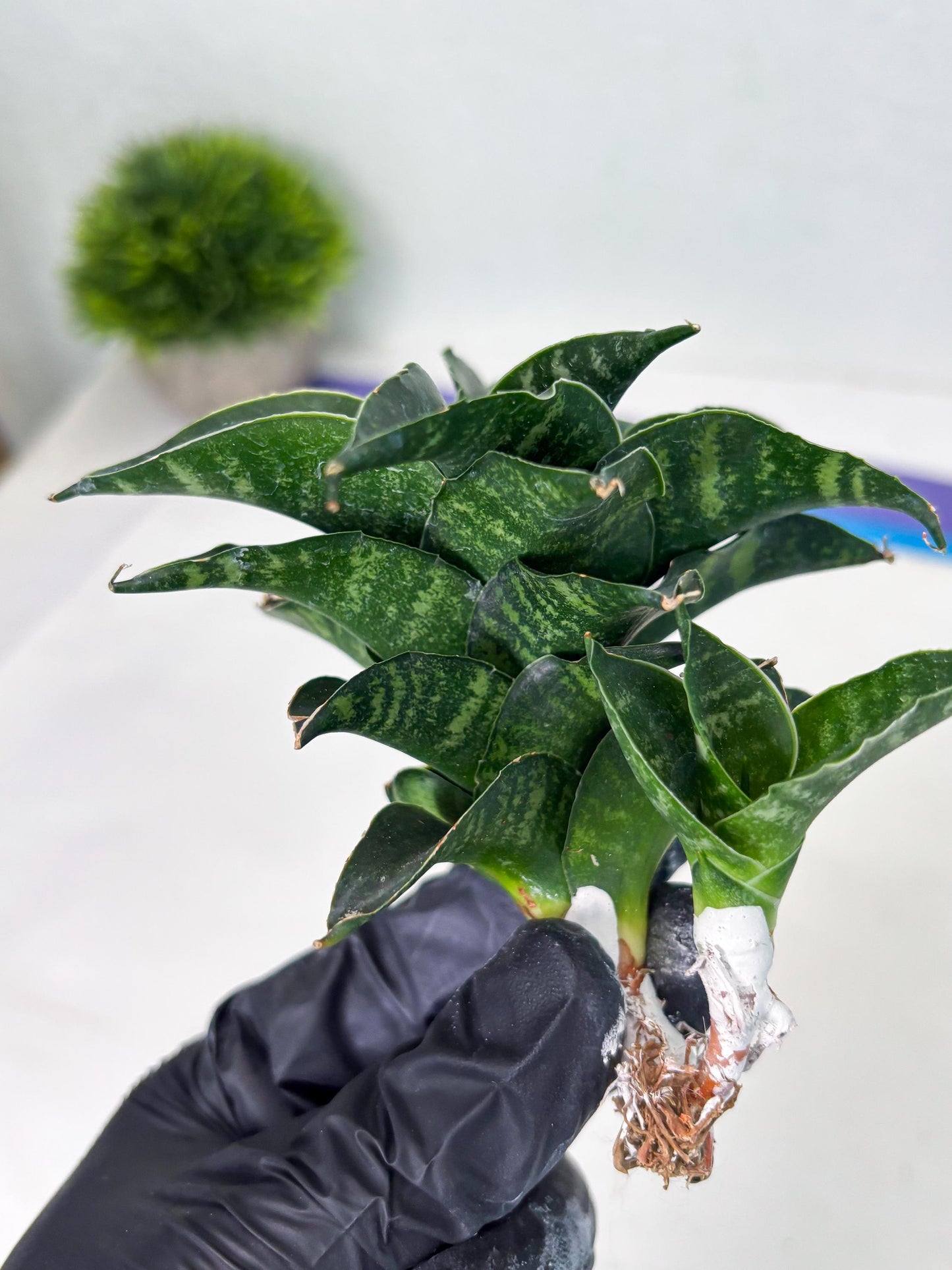 Sansevieria Mbois (Ba3) (7) | Rare hybrid Snake Plant