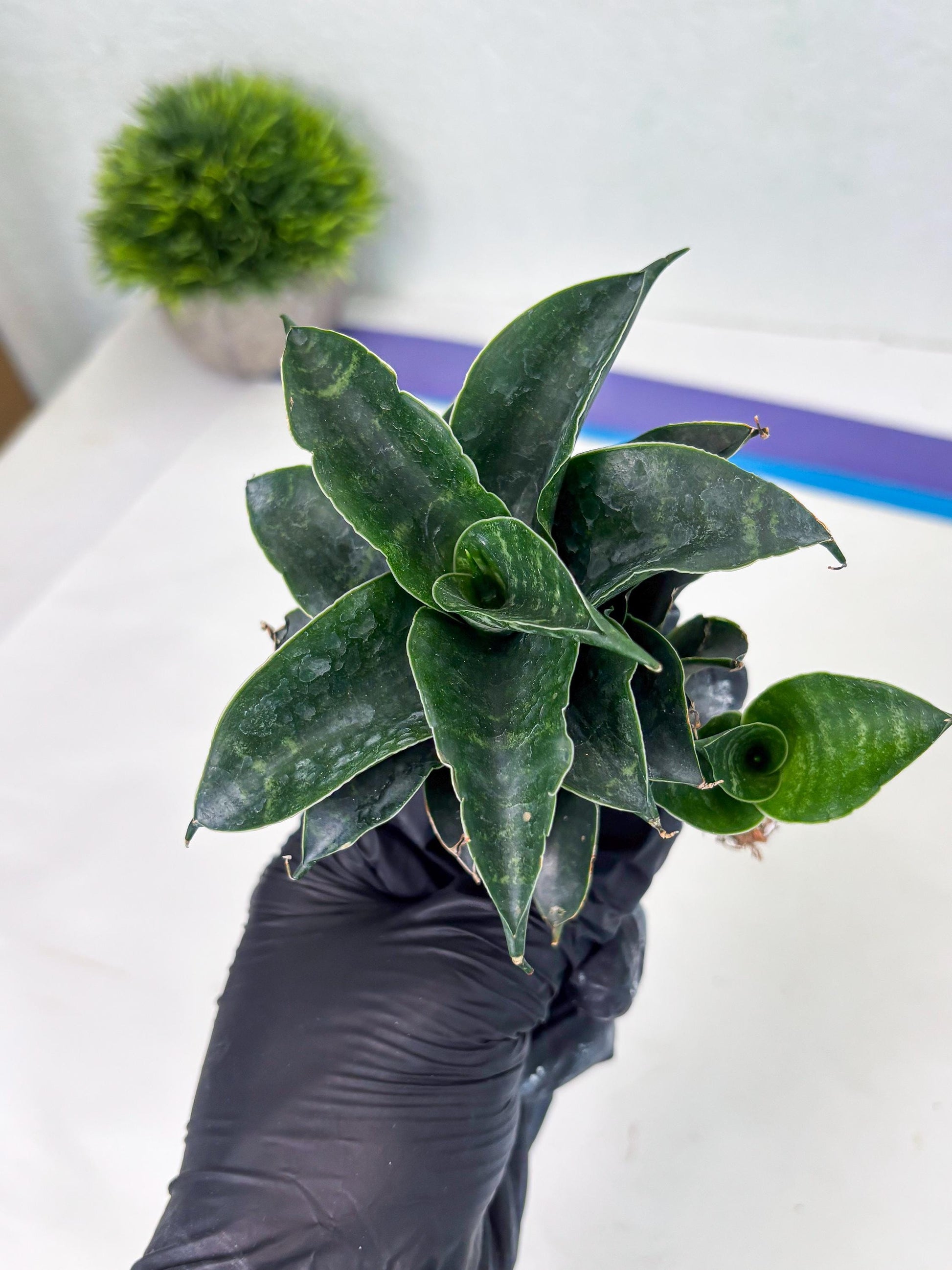 Sansevieria Mbois (Ba3) (7) | Rare hybrid Snake Plant