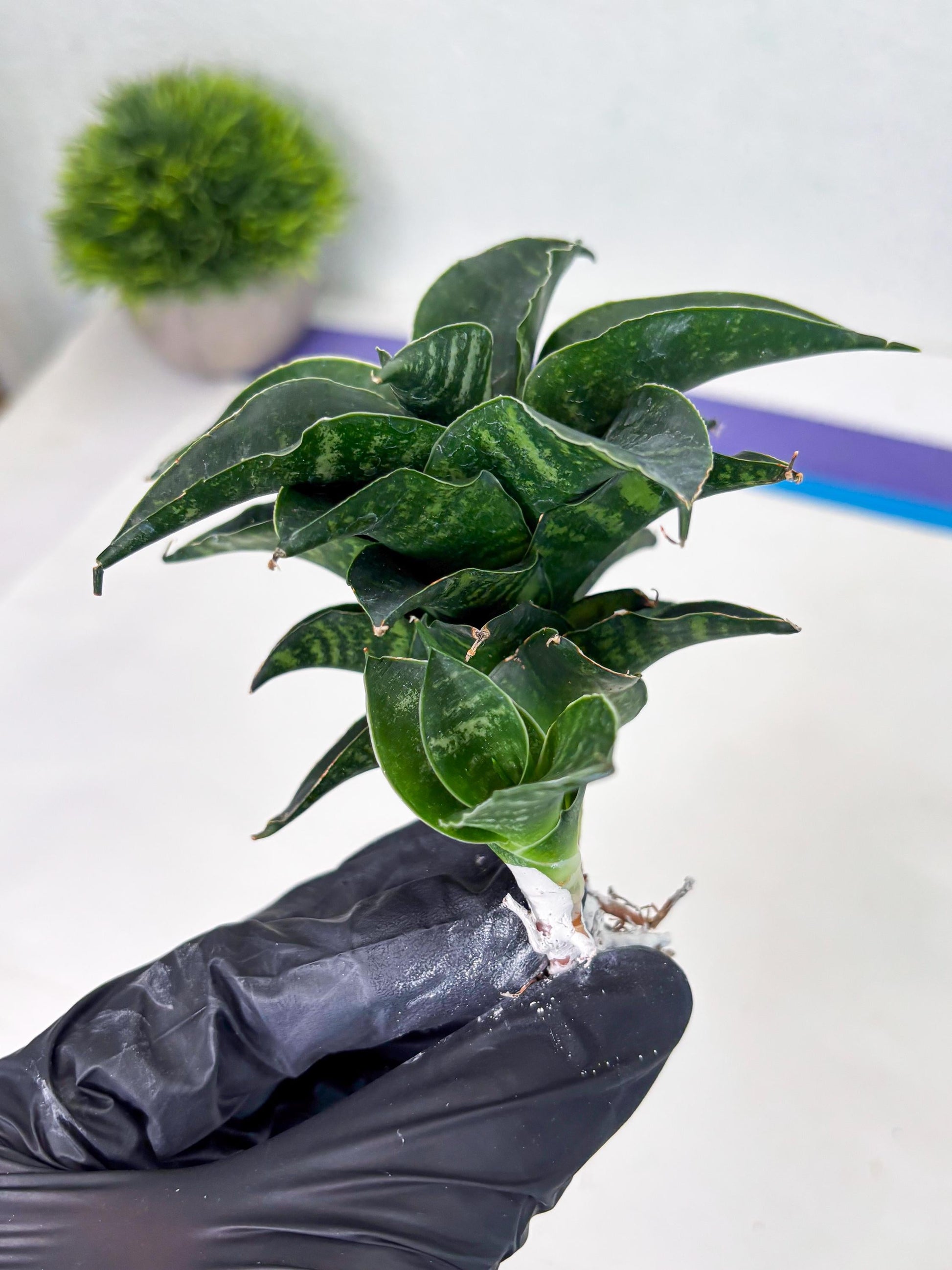 Sansevieria Mbois (Ba3) (7) | Rare hybrid Snake Plant