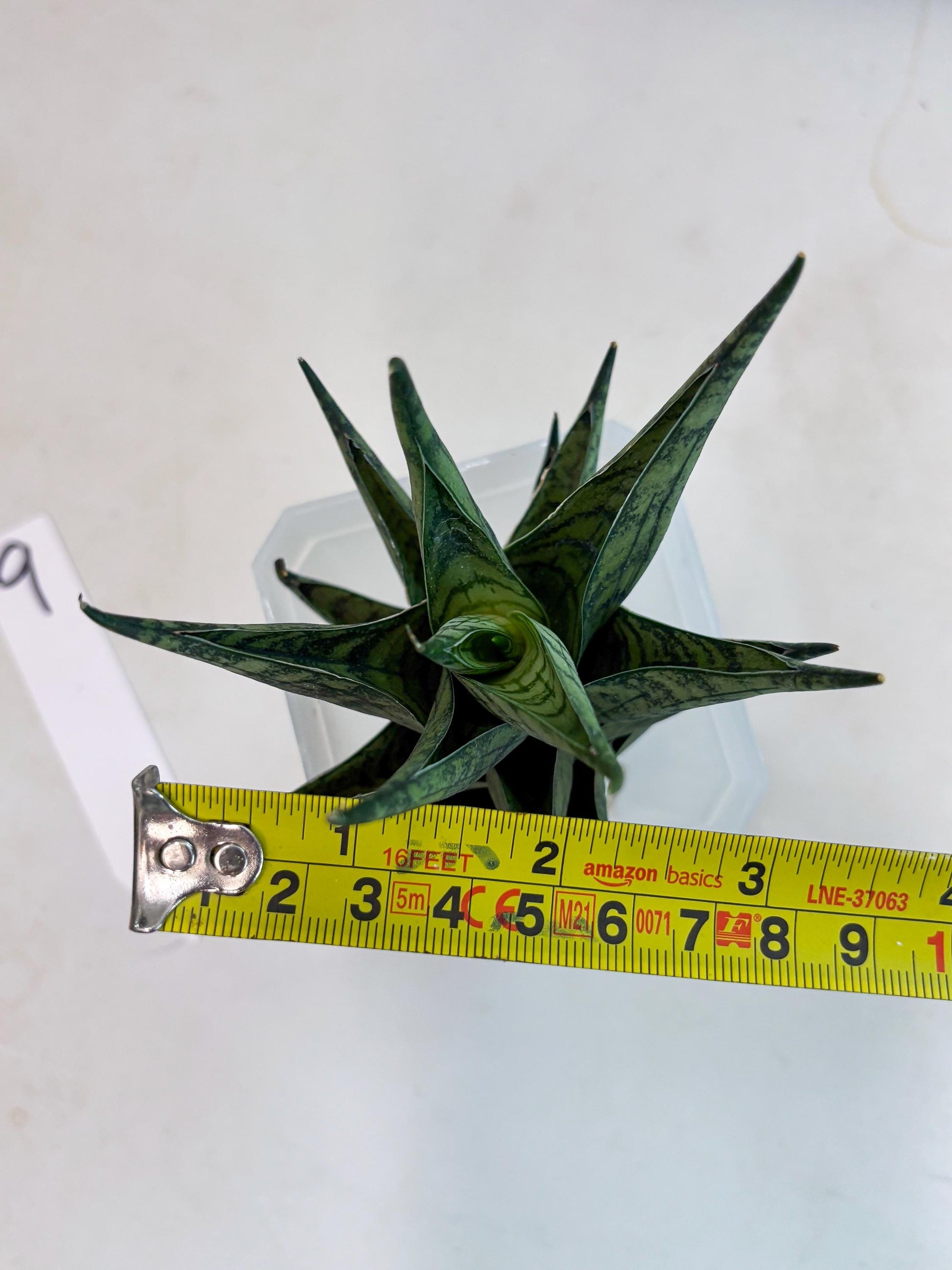 Sansevieria Zora (ba3) (9) | Rare Hybrid Plant
