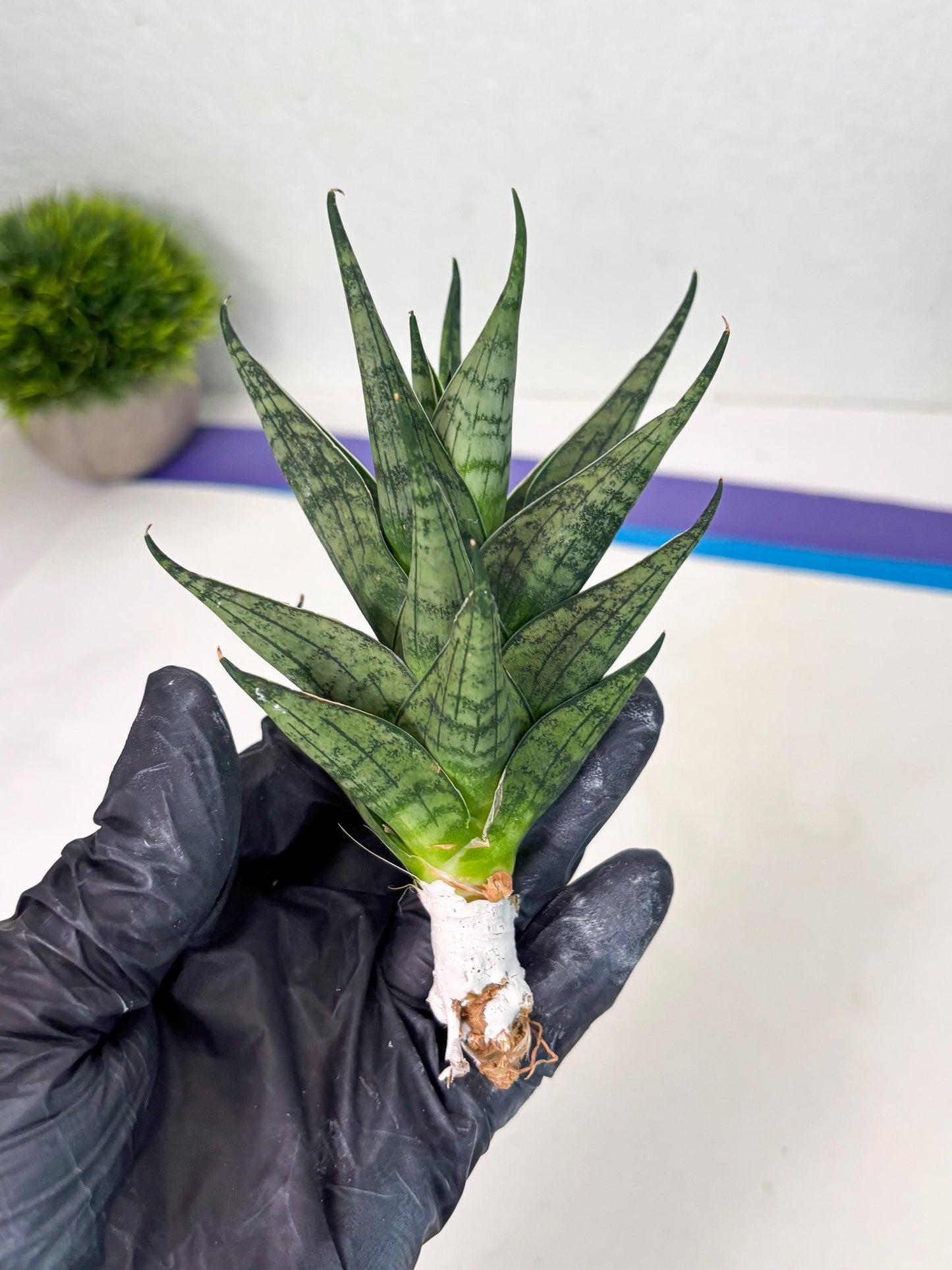 Sansevieria Zora (ba3) (9) | Rare Hybrid Plant