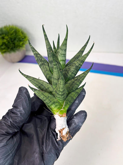 Sansevieria Zora (ba3) (9) | Rare Hybrid Plant