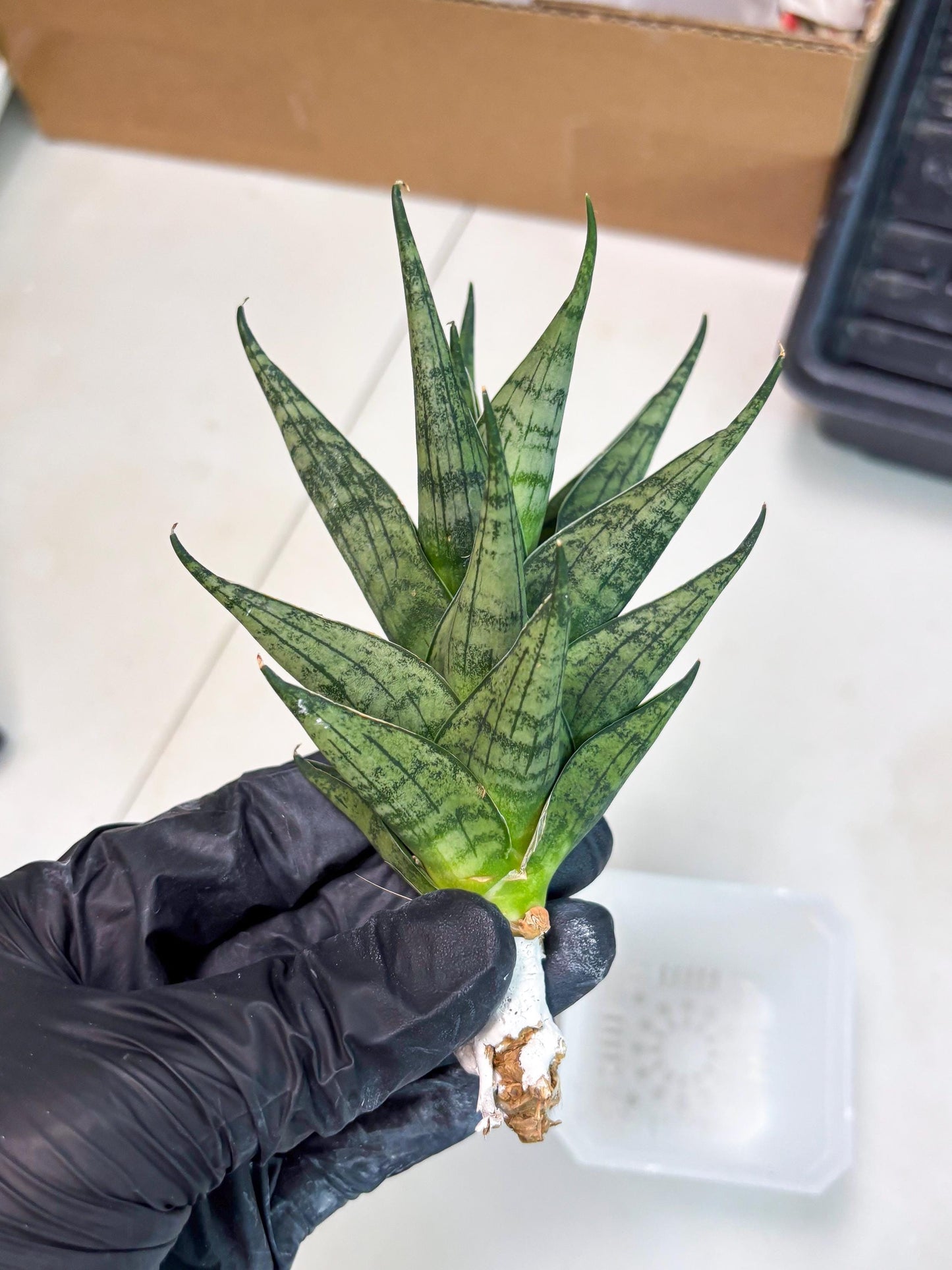 Sansevieria Zora (ba3) (9) | Rare Hybrid Plant
