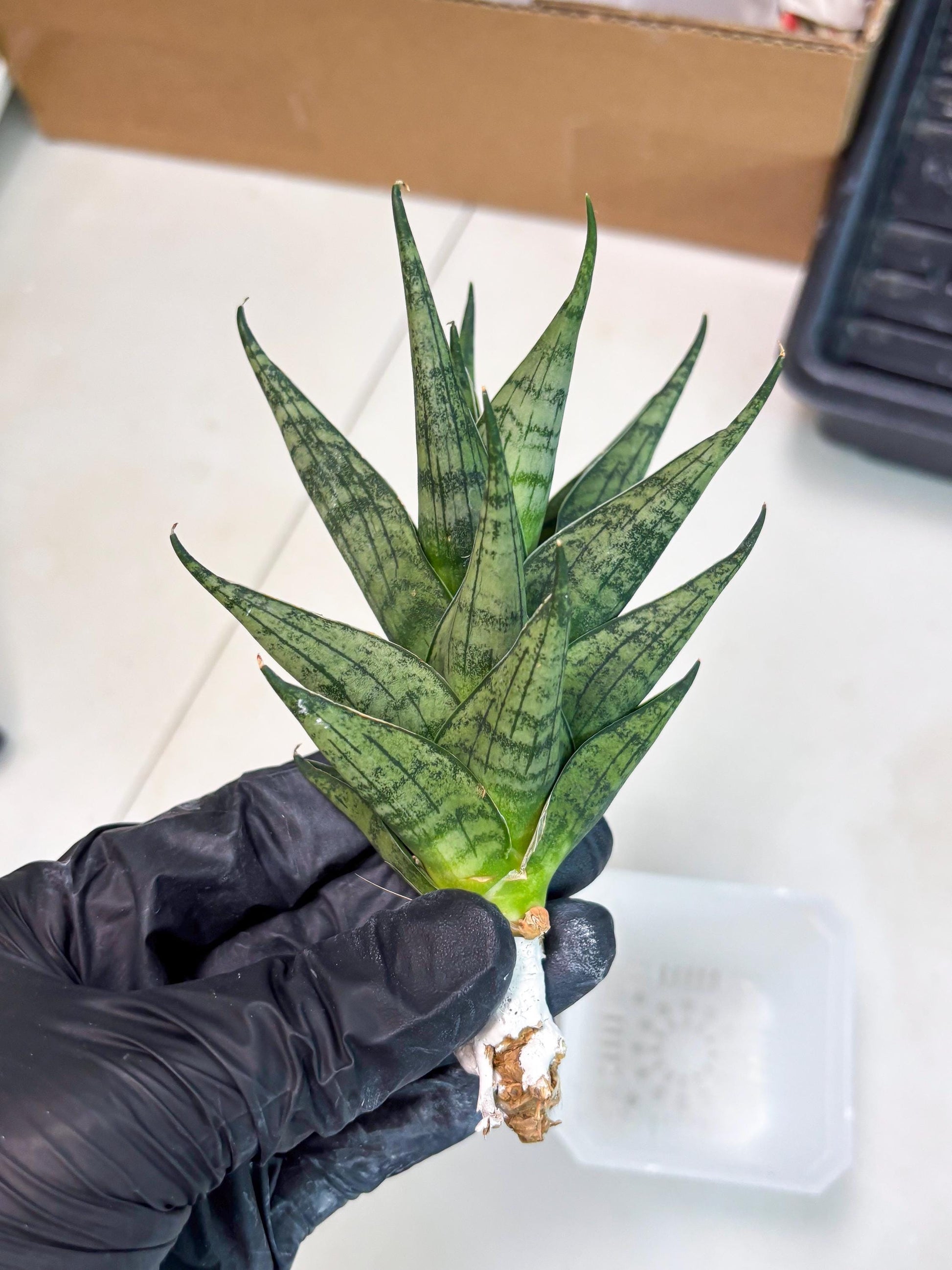Sansevieria Zora (ba3) (9) | Rare Hybrid Plant
