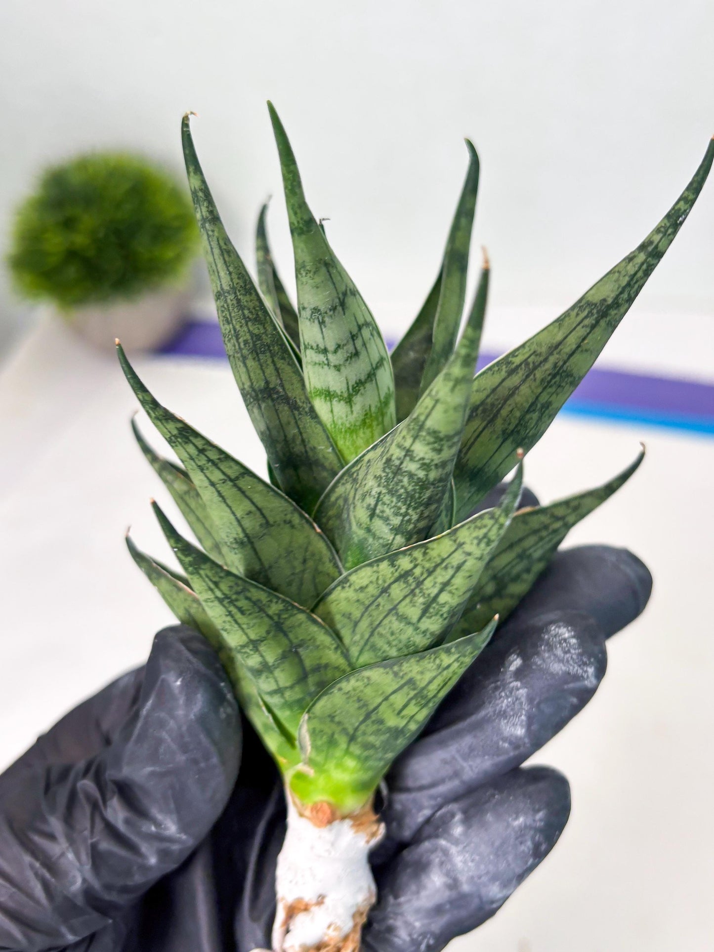 Sansevieria Zora (ba3) (9) | Rare Hybrid Plant