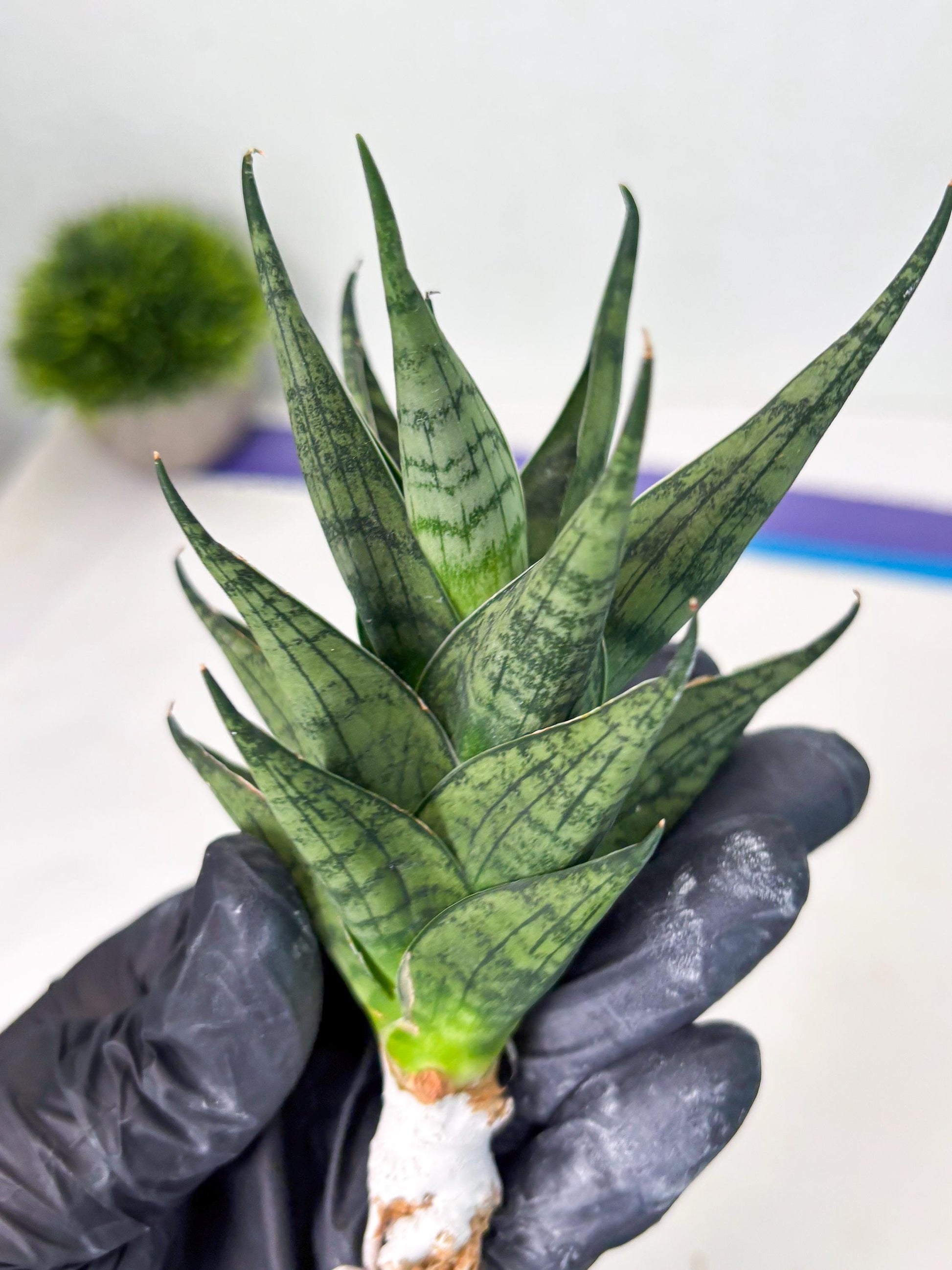 Sansevieria Zora (ba3) (9) | Rare Hybrid Plant