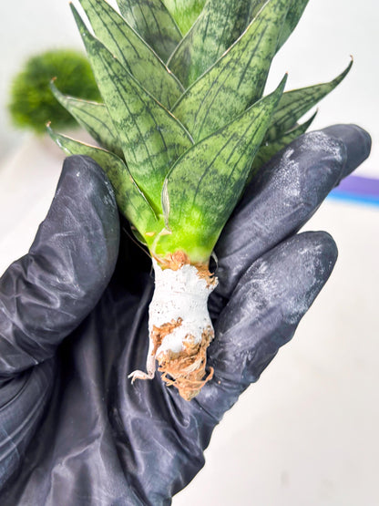 Sansevieria Zora (ba3) (9) | Rare Hybrid Plant