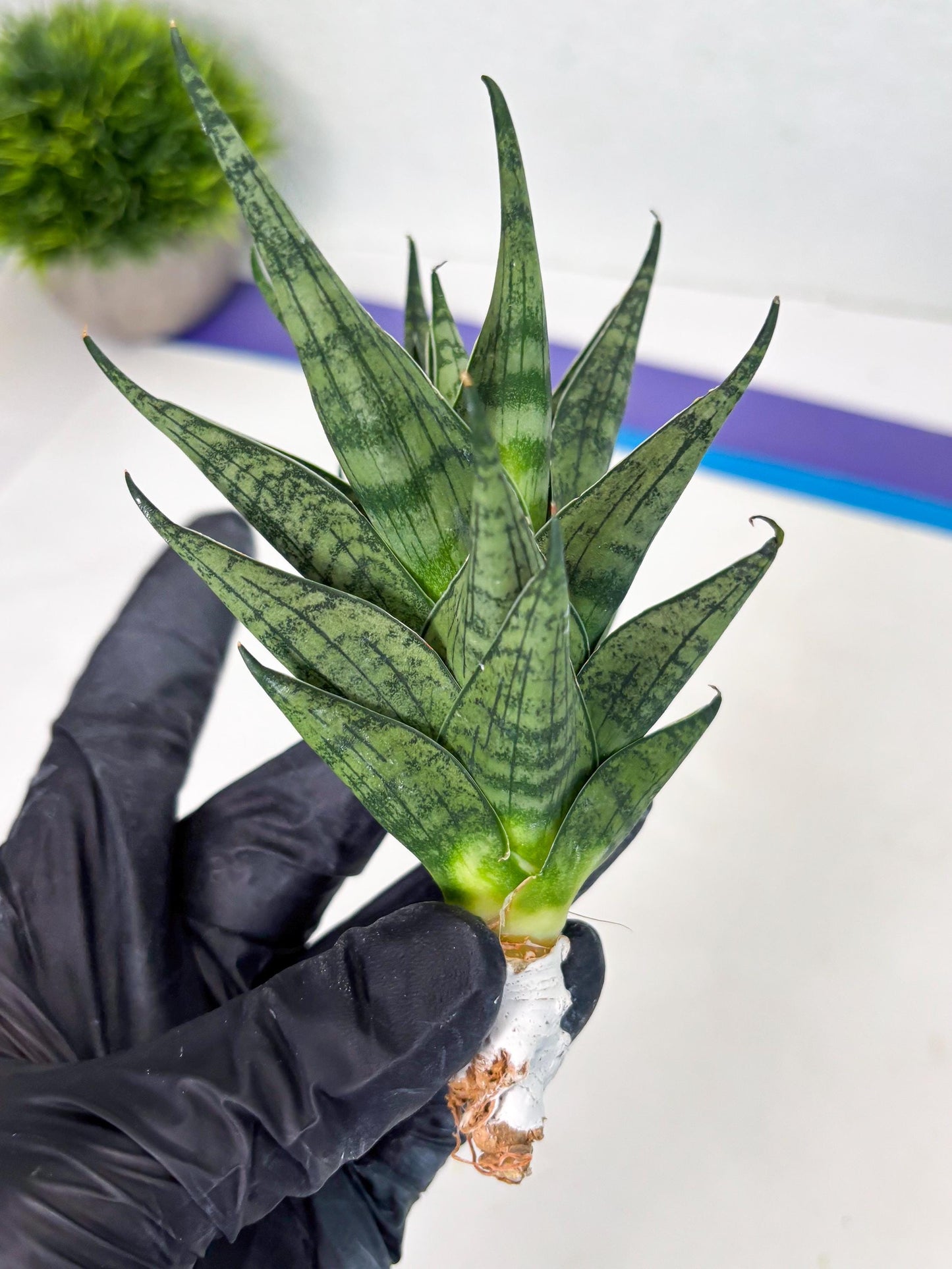 Sansevieria Zora (ba3) (9) | Rare Hybrid Plant