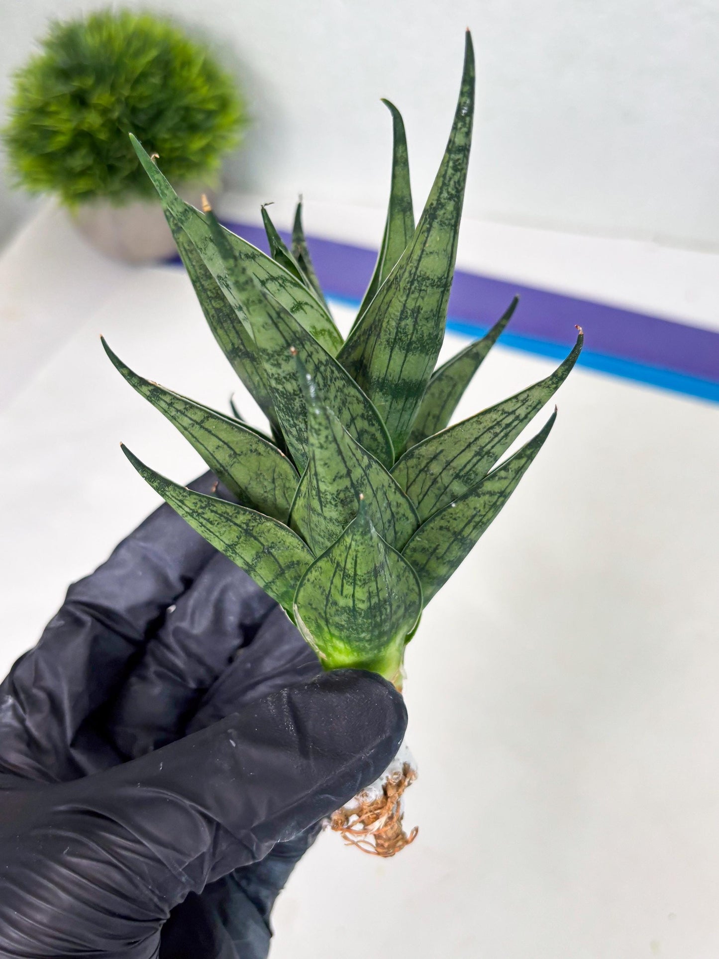 Sansevieria Zora (ba3) (9) | Rare Hybrid Plant