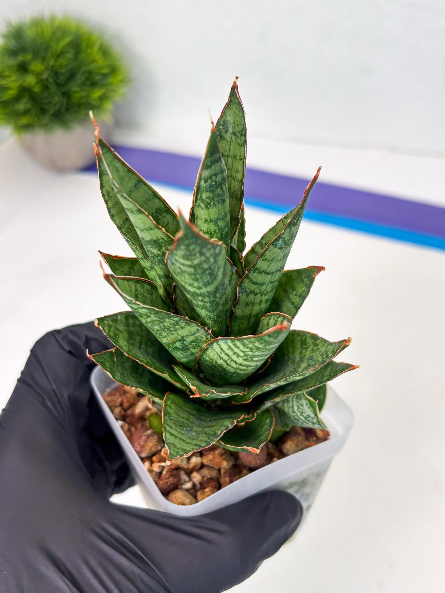 Sansevieria Cordova x Moonshine (ba3) (11) | Rare Hybrid Plant