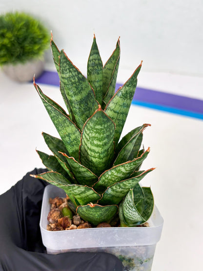 Sansevieria Cordova x Moonshine (ba3) (11) | Rare Hybrid Plant