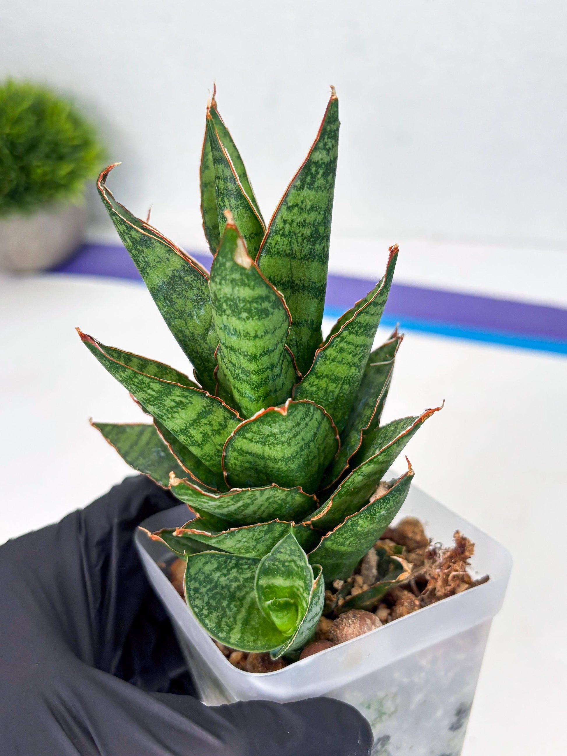 Sansevieria Cordova x Moonshine (ba3) (11) | Rare Hybrid Plant
