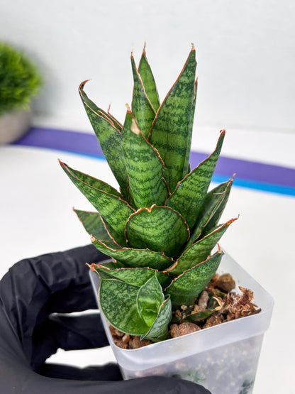 Sansevieria Cordova x Moonshine (ba3) (11) | Rare Hybrid Plant