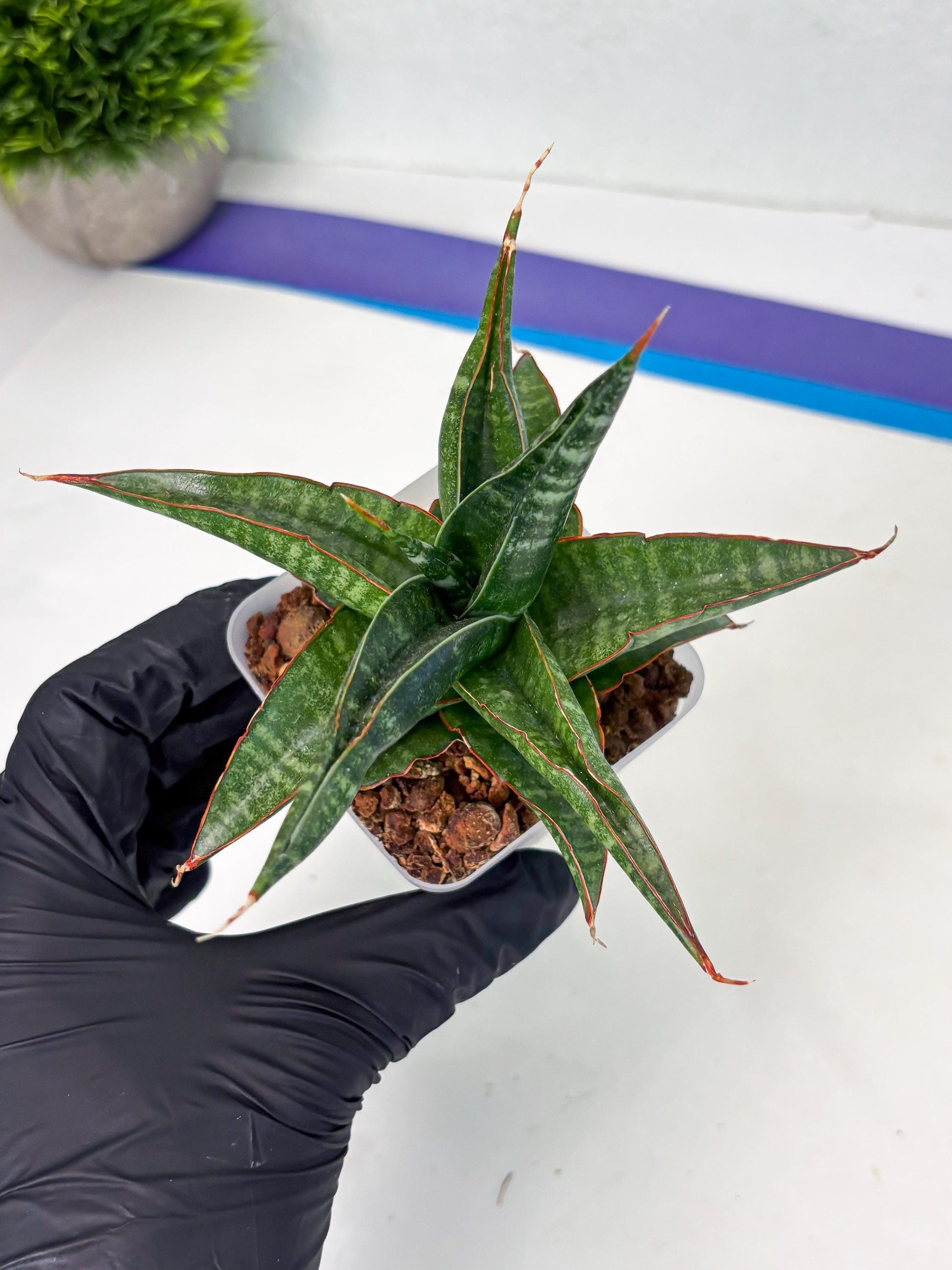 Sansevieria Gombloh (ba3) (12) | Rare Hybrid Plant