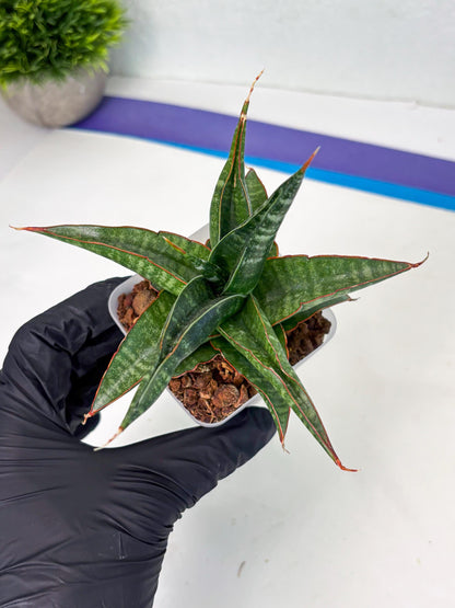Sansevieria Gombloh (ba3) (12) | Rare Hybrid Plant