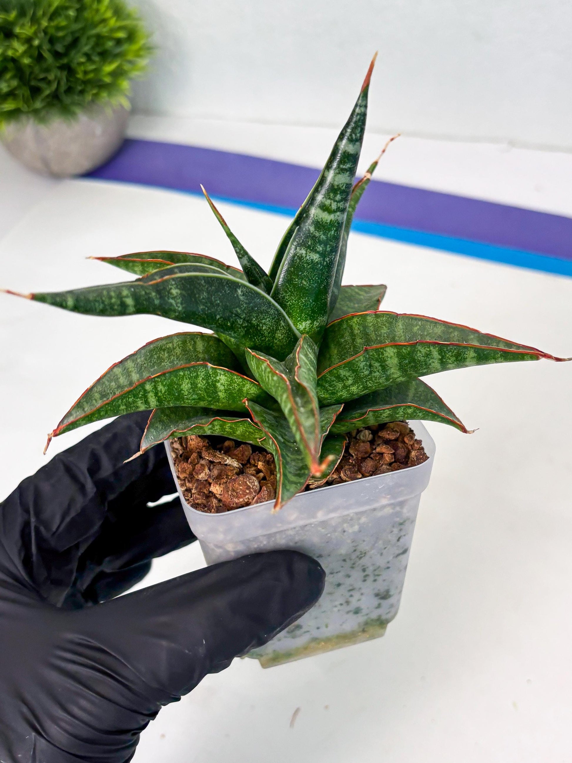 Sansevieria Gombloh (ba3) (12) | Rare Hybrid Plant