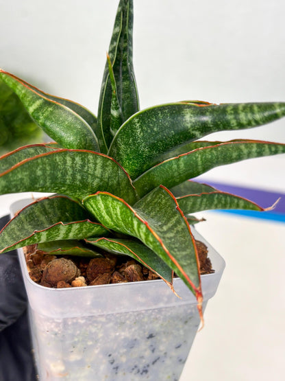 Sansevieria Gombloh (ba3) (12) | Rare Hybrid Plant