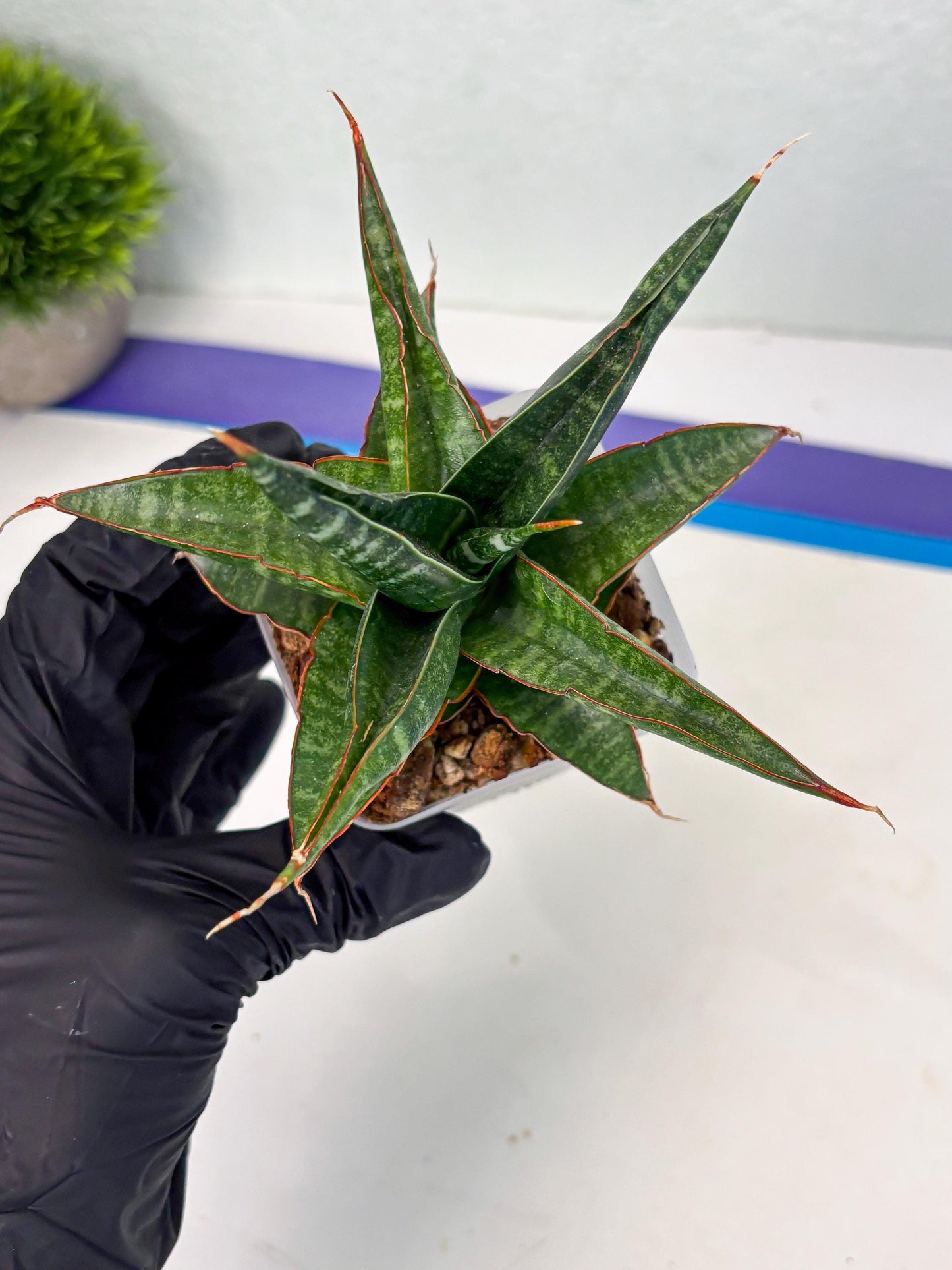 Sansevieria Gombloh (ba3) (12) | Rare Hybrid Plant