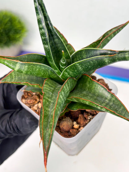 Sansevieria Gombloh (ba3) (12) | Rare Hybrid Plant