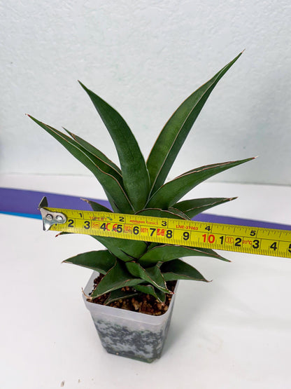 Sansevieria Denjaka (ba3) (13) | Rare Hybrid Plant
