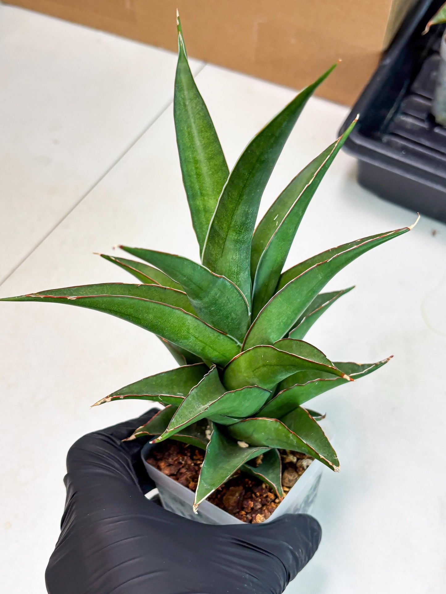 Sansevieria Denjaka (ba3) (13) | Rare Hybrid Plant