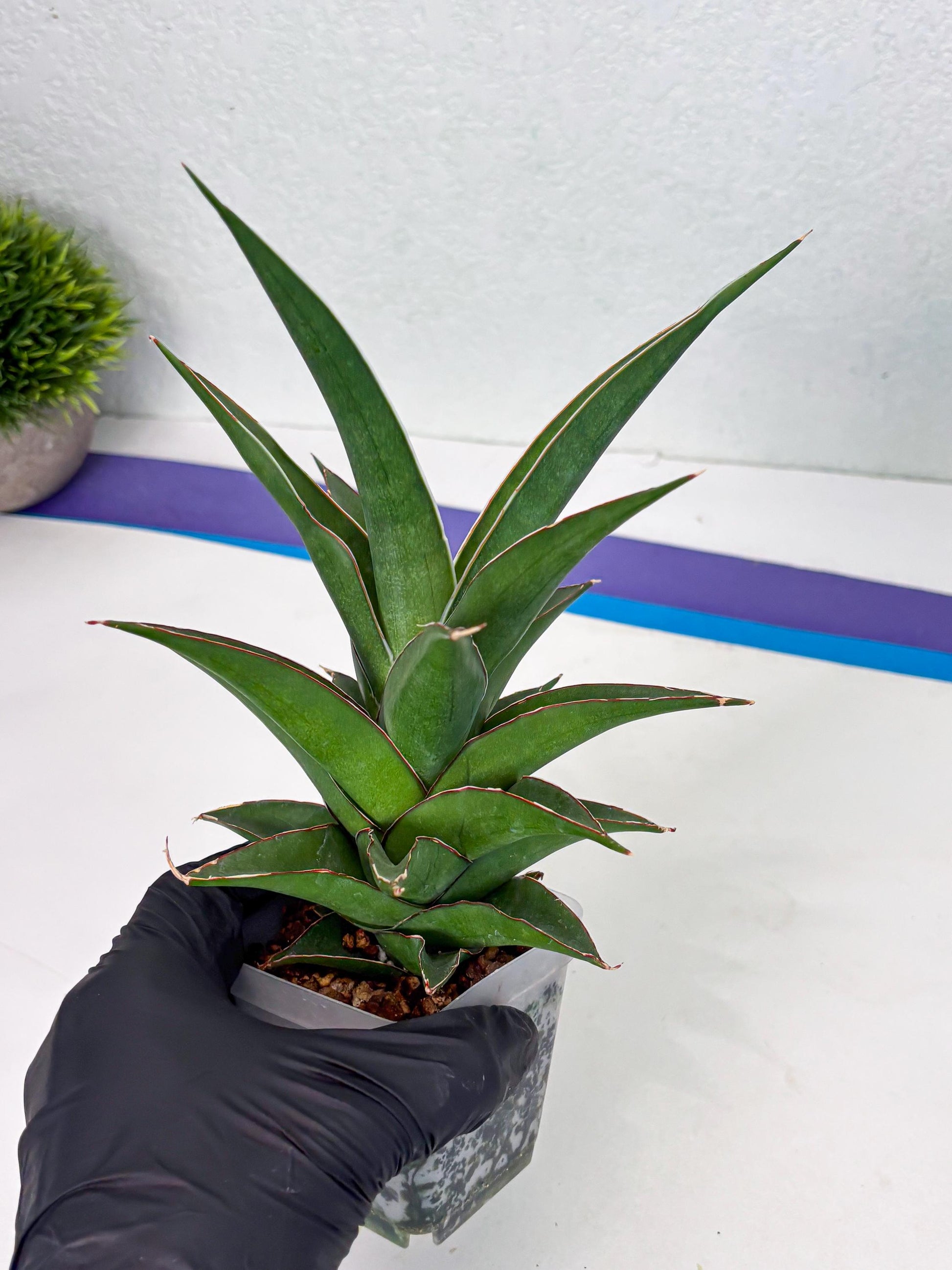Sansevieria Denjaka (ba3) (13) | Rare Hybrid Plant
