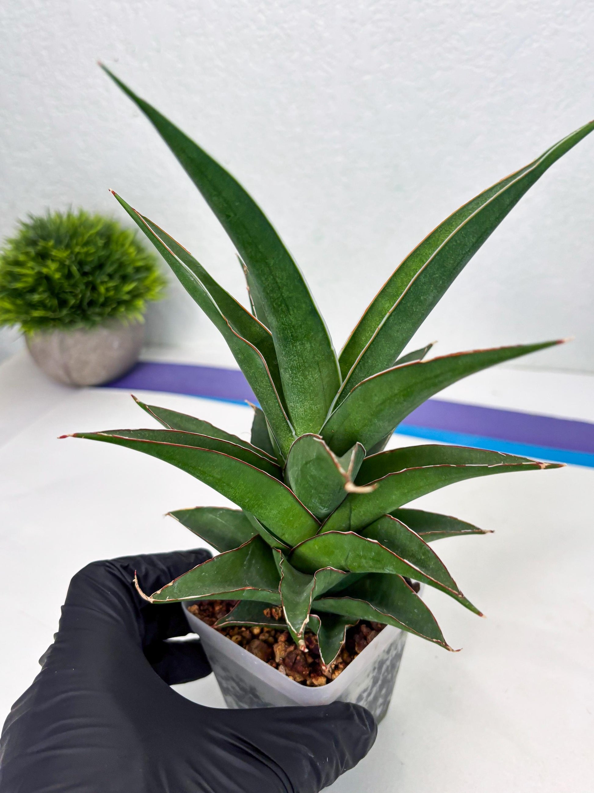 Sansevieria Denjaka (ba3) (13) | Rare Hybrid Plant