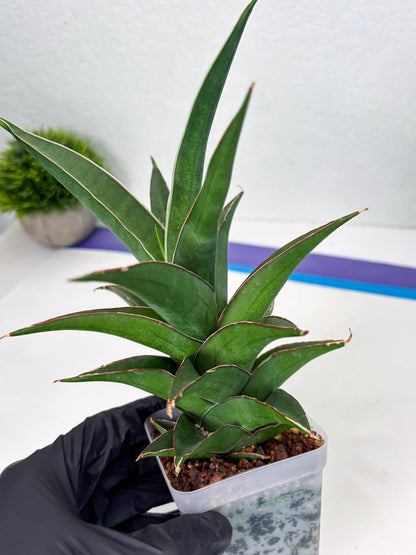 Sansevieria Denjaka (ba3) (13) | Rare Hybrid Plant
