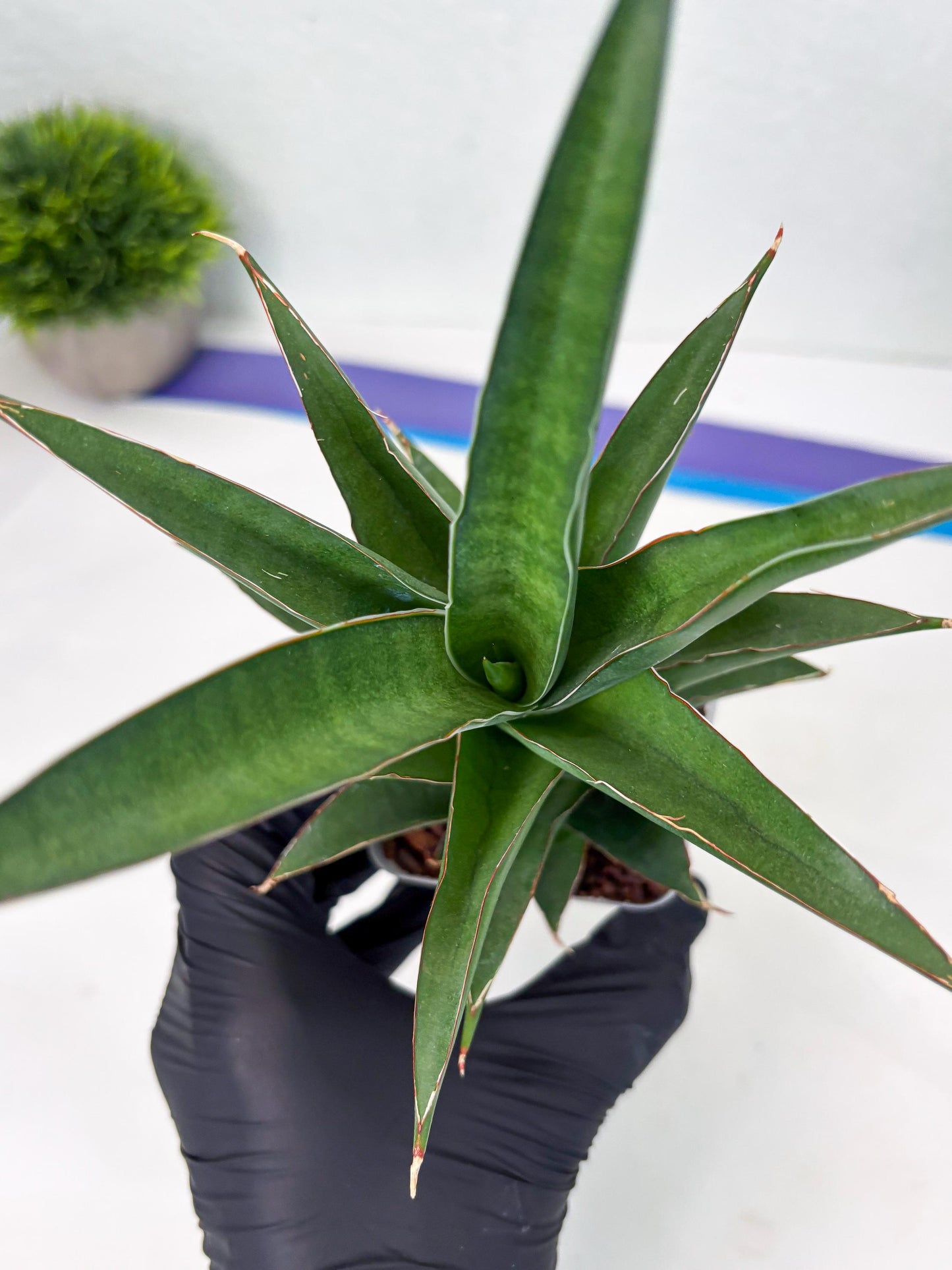 Sansevieria Denjaka (ba3) (13) | Rare Hybrid Plant