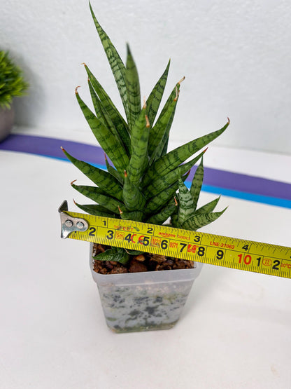 Sansevieria Kesya (ba3) (15) | Rare Hybrid Plant