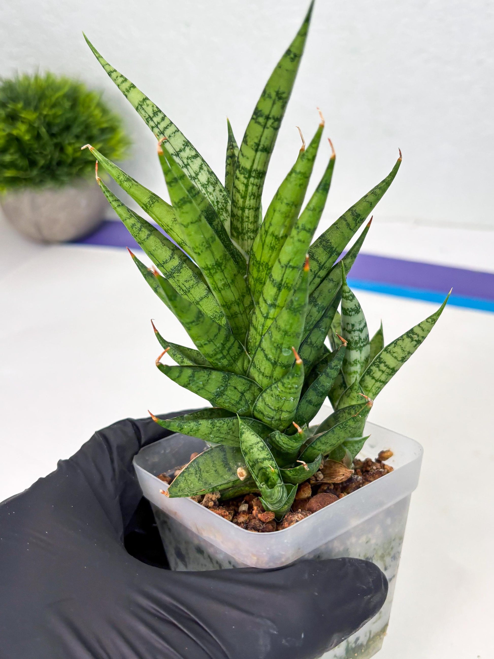 Sansevieria Kesya (ba3) (15) | Rare Hybrid Plant