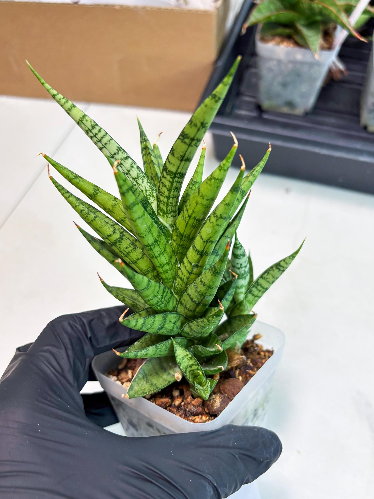 Sansevieria Kesya (ba3) (15) | Rare Hybrid Plant
