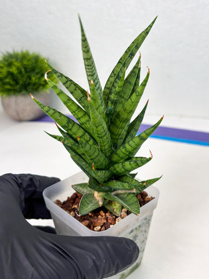 Sansevieria Kesya (ba3) (15) | Rare Hybrid Plant