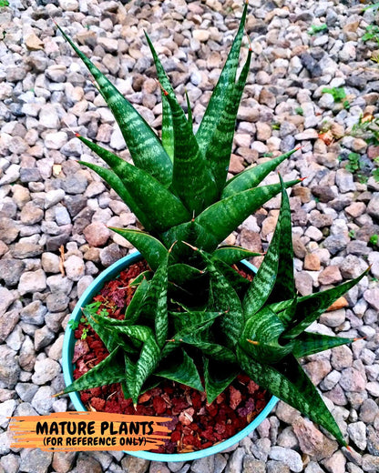 Sansevieria Black fat (ba3) (17) | Rare Hybrid Plant