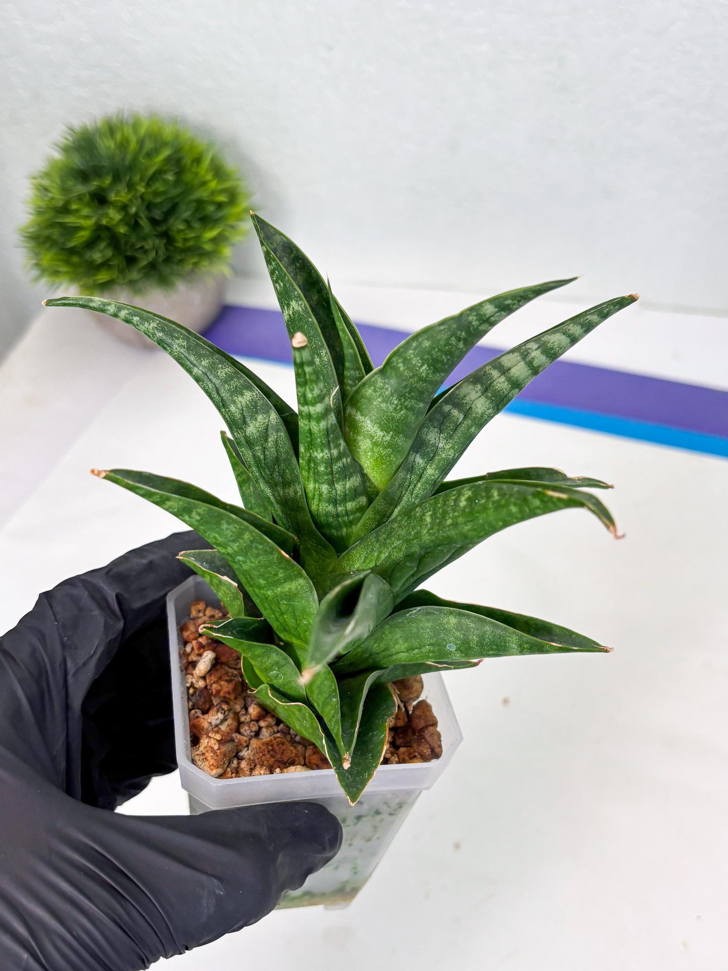 Sansevieria Black fat (ba3) (17) | Rare Hybrid Plant