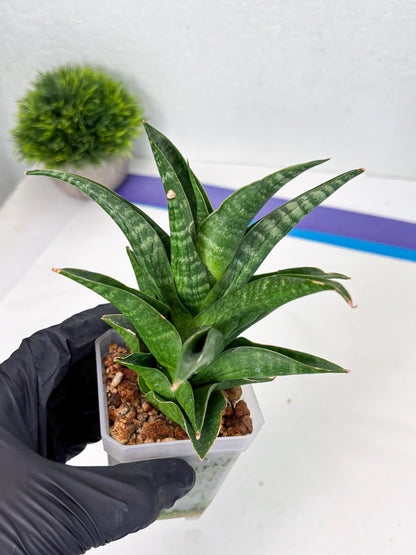Sansevieria Black fat (ba3) (17) | Rare Hybrid Plant