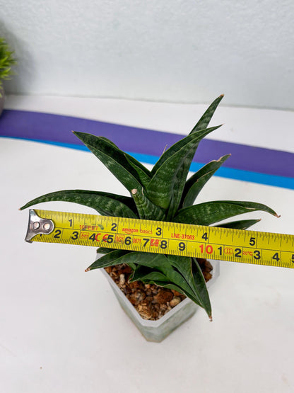 Sansevieria Black fat (ba3) (17) | Rare Hybrid Plant