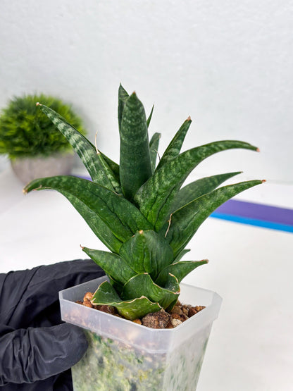 Sansevieria Black fat (ba3) (17) | Rare Hybrid Plant