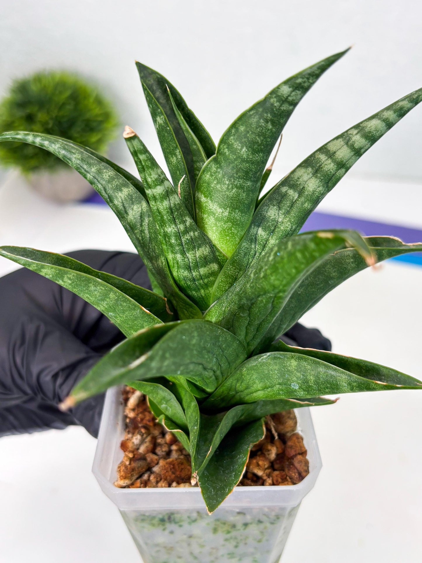 Sansevieria Black fat (ba3) (17) | Rare Hybrid Plant