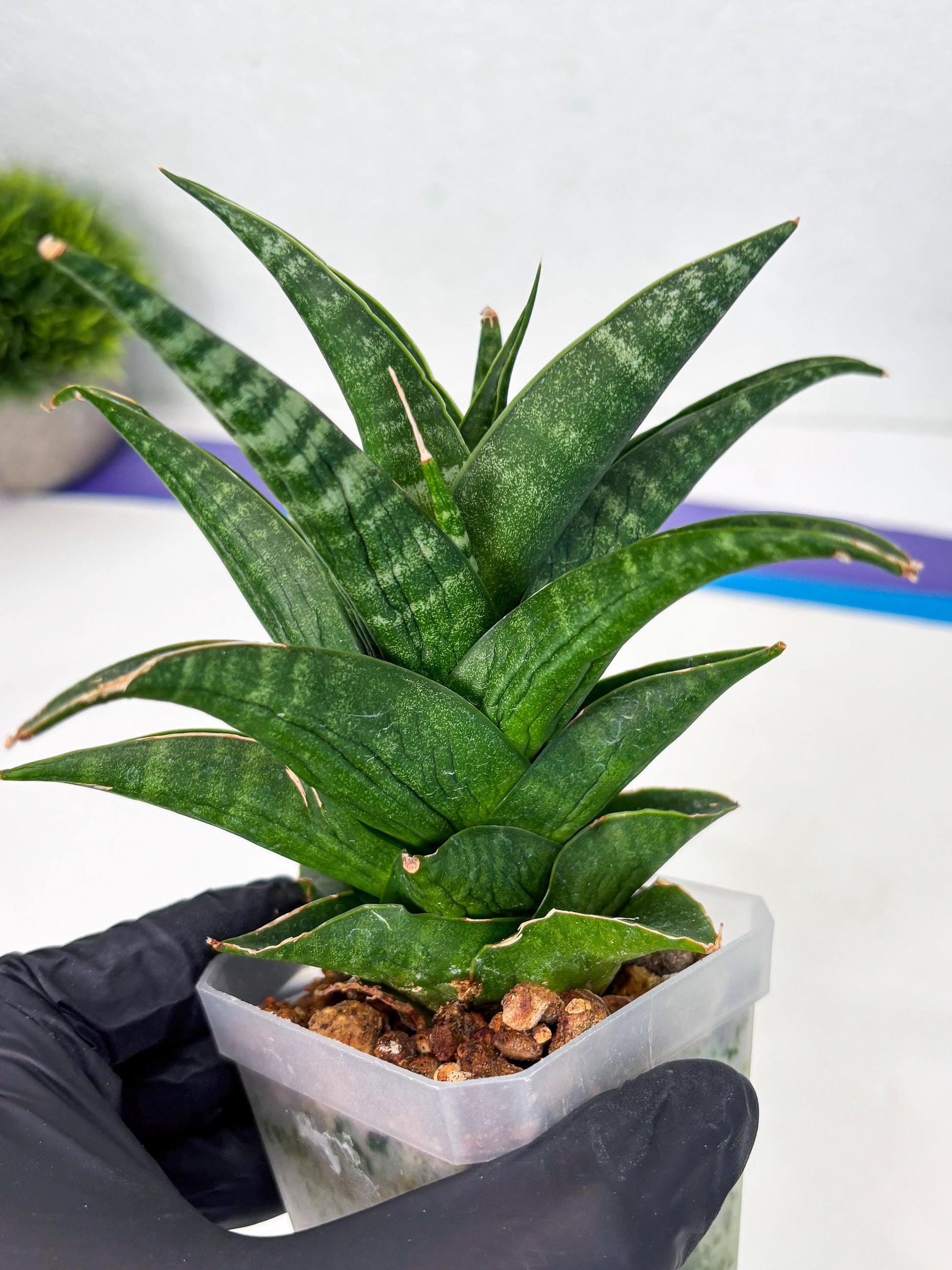 Sansevieria Black fat (ba3) (17) | Rare Hybrid Plant