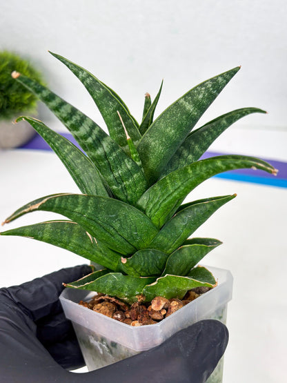 Sansevieria Black fat (ba3) (17) | Rare Hybrid Plant