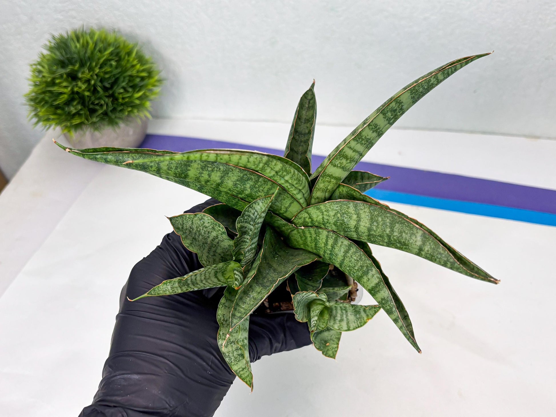 Sansevieria cordova x personii (ba3) (18) | Rare Hybrid Plant
