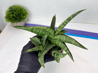 Sansevieria cordova x personii (ba3) (18) | Rare Hybrid Plant